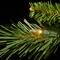 7.5 ft. Pre-lit Tiffany Fir Slim Artificial Christmas Tree, Clear Lights